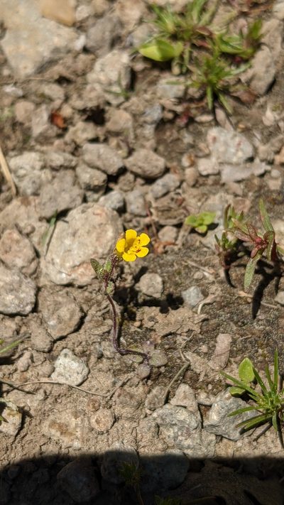 Erythranthe pulsiferae, photographed by Andy Kleinhesselink