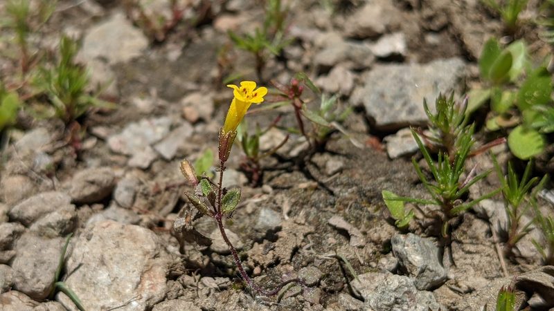 Erythranthe pulsiferae, photographed by Andy Kleinhesselink