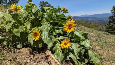 Balsamorhiza deltoidea, photographed by Andy Kleinhesselink