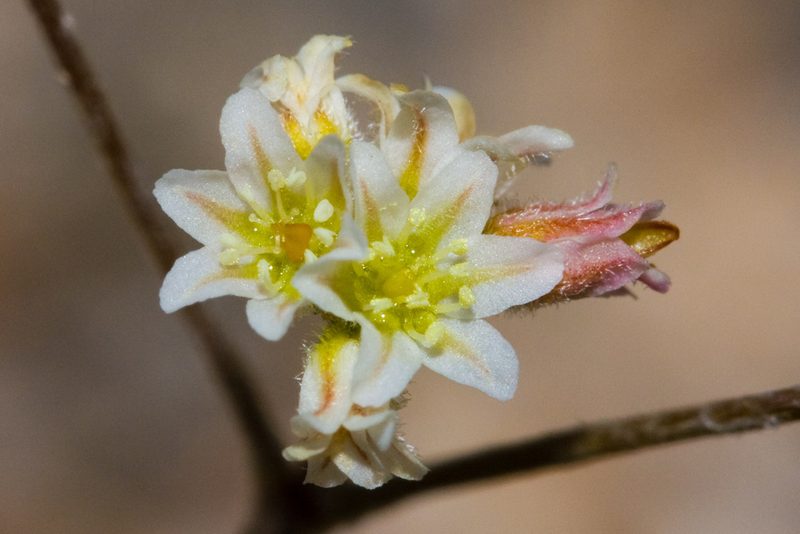 Eriogonum ordii, photographed by Ken-ichi Ueda