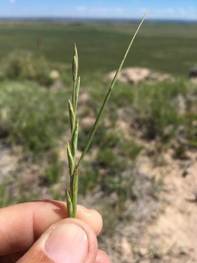 Elymus lanceolatus, photographed by Cecelia Alexander