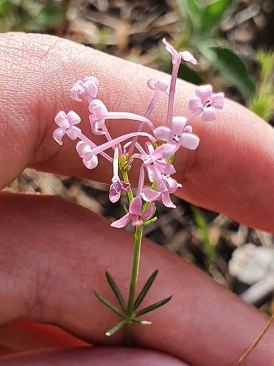 Hexaphylla hirsuta, photographed by Mehdi Chetibi
