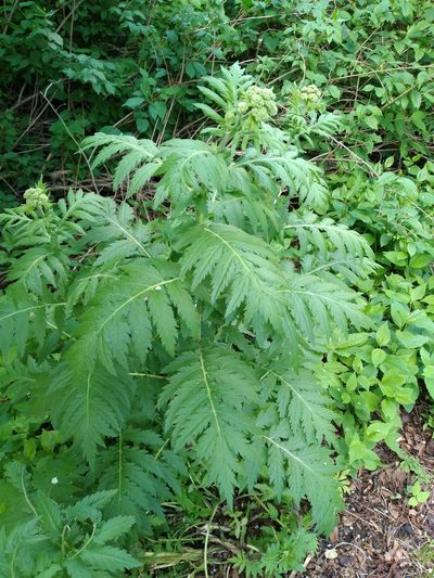 Tanacetum macrophyllum, photographed by Harald Schnöde (Schnde)