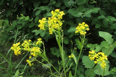Rorippa austriaca, photographed by Татьяна Горбушина