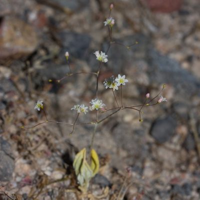 Eriogonum ordii, photographed by Ken-ichi Ueda