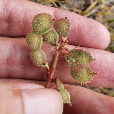Sulla glomerata, photographed by Mehdi Chetibi