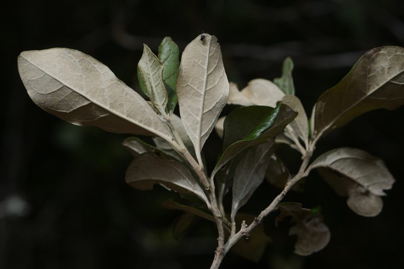 Brachylaena merana, photographed by Stuart Cable