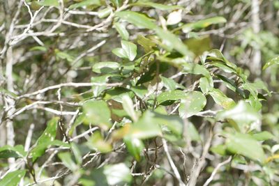 Brachylaena merana, photographed by Stuart Cable