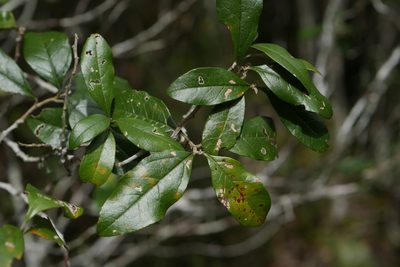 Brachylaena merana, photographed by Stuart Cable