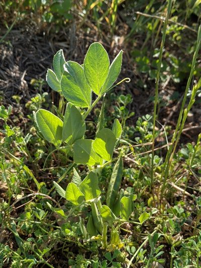 Vicia johannis, photographed by Denis Bastianelli
