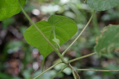 Macaranga cuspidata, photographed by Stuart Cable