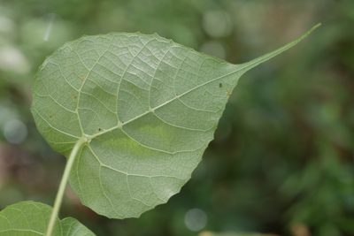 Macaranga cuspidata, photographed by Stuart Cable