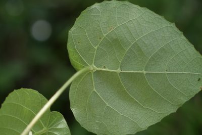 Macaranga cuspidata, photographed by Stuart Cable