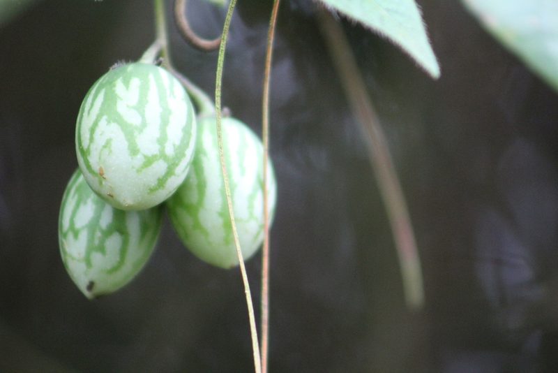 Solanum caripense, photographed by GERMAN LEONEL SARMIENTO CRUZ