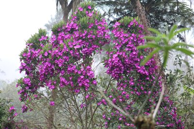Meriania speciosa, photographed by GERMAN LEONEL SARMIENTO CRUZ
