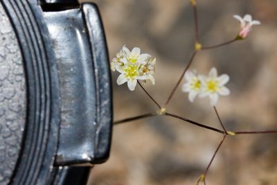 Eriogonum ordii, photographed by Ken-ichi Ueda