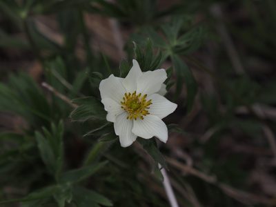 Anemonastrum sibiricum, photographed by Matt Muir