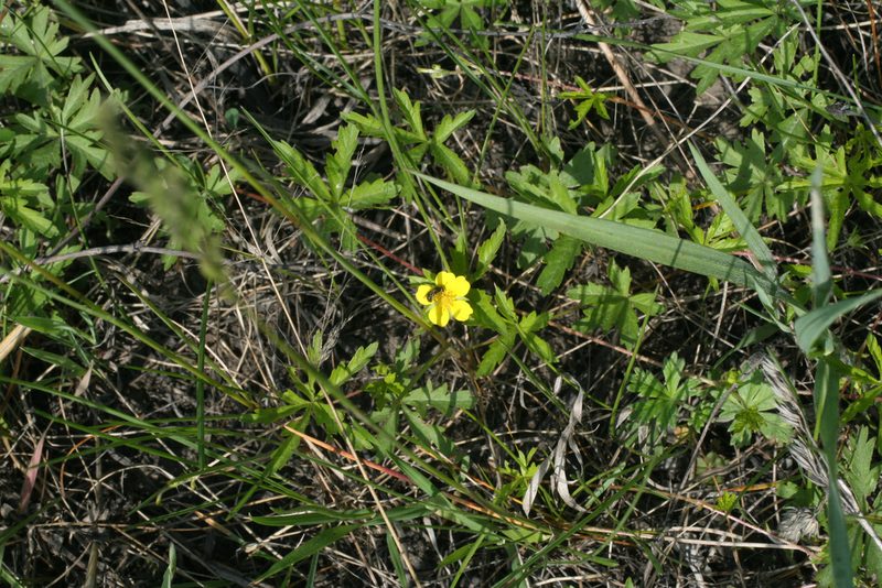 Potentilla flagellaris, photographed by Oleg Kosterin