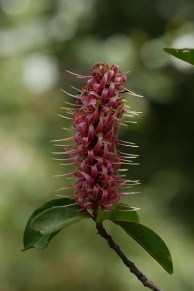 Faurea forficuliflora, photographed by Stuart Cable