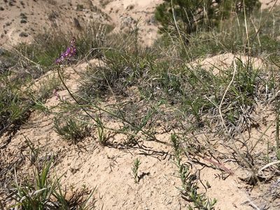 Astragalus gracilis, photographed by Cecelia Alexander