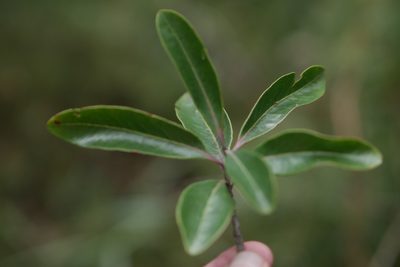 Faurea forficuliflora, photographed by Stuart Cable