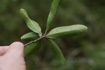 Faurea forficuliflora, photographed by Stuart Cable