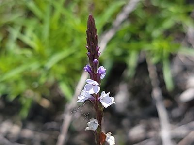 Verbena simplex, photographed by Elias