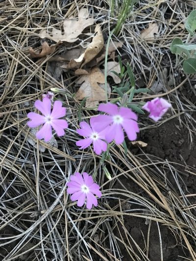 Phlox woodhousei, photographed by brettaugust
