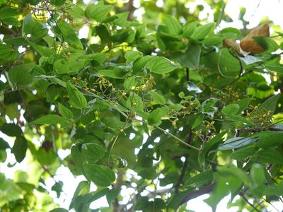 Clematis hedysarifolia, photographed by Dinesh Valke