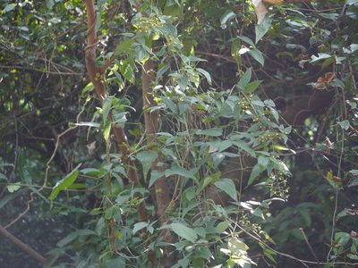 Clematis hedysarifolia, photographed by Dinesh Valke