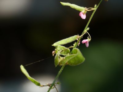 Pseudarthria viscida, photographed by Dinesh Valke