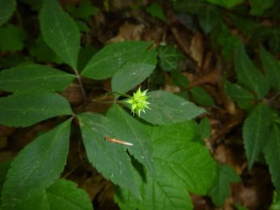 Anemonoides trifolia, photographed by Gabriel Mayrhofer