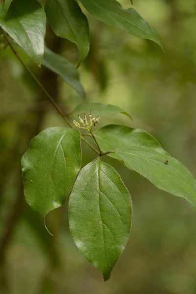 Cornus asperifolia, photographed by Siddarth Machado