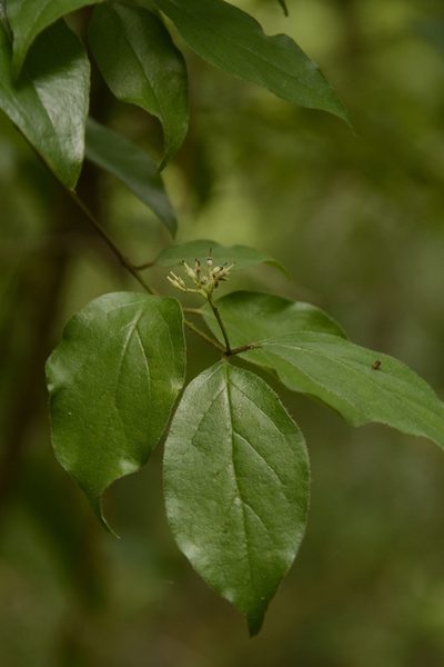 Cornus asperifolia, photographed by Siddarth Machado