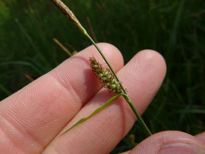 Carex tomentosa, photographed by Gabriel Mayrhofer