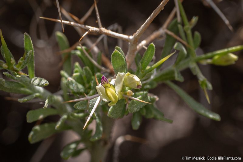 Rhinotropis intermontana, photographed by Tim Messick