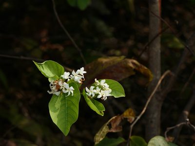 Holarrhena pubescens, photographed by Dinesh Valke