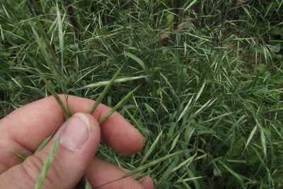 Bromus riparius, photographed by Татьяна Горбушина