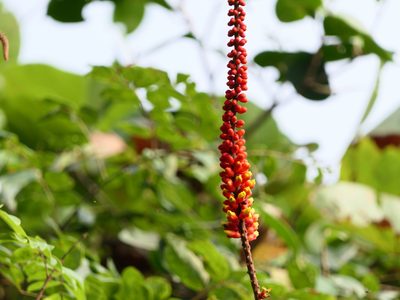 Moullava spicata, photographed by Dinesh Valke
