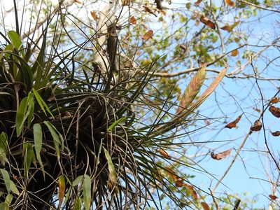 Tillandsia flavobracteata, photographed by Neptalí Ramírez Marcial