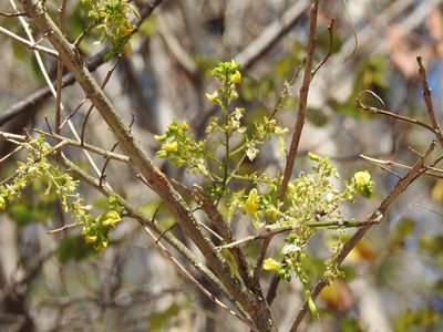 Diphysa floribunda, photographed by Neptalí Ramírez Marcial