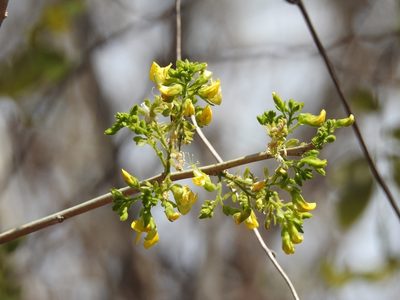 Diphysa floribunda, photographed by Neptalí Ramírez Marcial