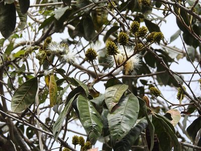 Inga chiapensis, photographed by Neptalí Ramírez Marcial