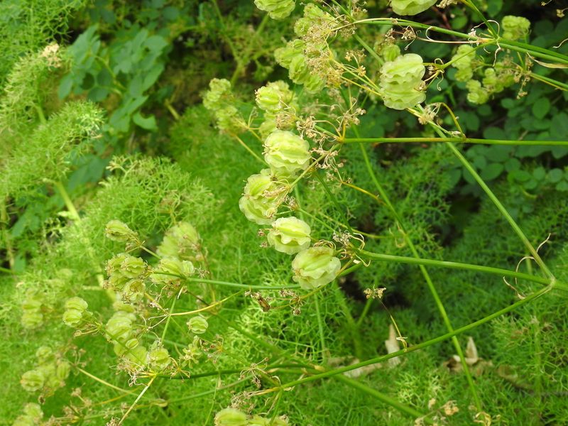 Prangos ferulacea, photographed by Konstantin Grebennikov