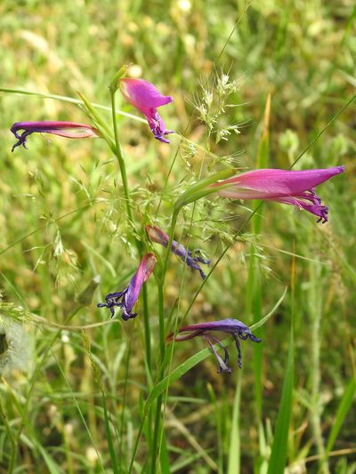 Gladiolus caucasicus, photographed by Konstantin Grebennikov