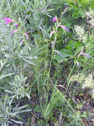 Gladiolus caucasicus, photographed by Konstantin Grebennikov