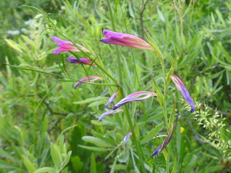 Gladiolus caucasicus, photographed by Konstantin Grebennikov