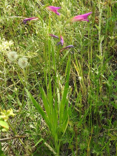 Gladiolus caucasicus, photographed by Konstantin Grebennikov