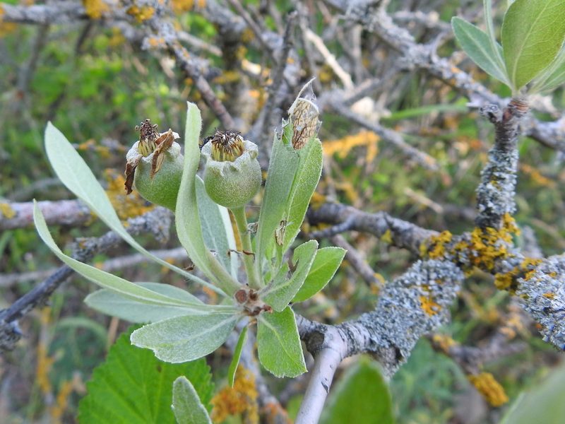 Pyrus salicifolia, photographed by Konstantin Grebennikov