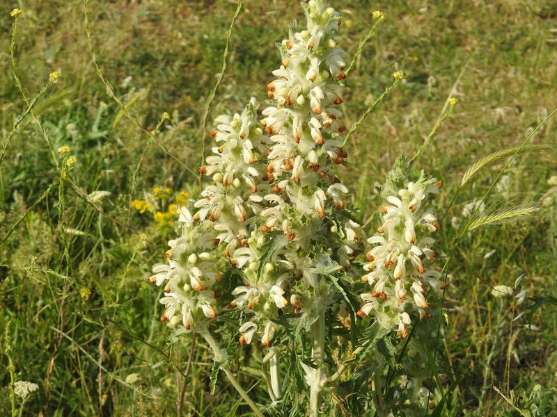 Phlomoides laciniata, photographed by Konstantin Grebennikov